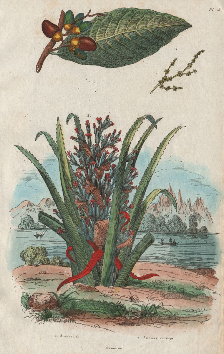 PLANTS. Anacardier (Cashew). Ananas Sauvage. Pineapple 1833 old antique print
